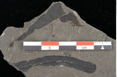 Foto (Detailansicht) von Thaumatopteris muensteri Goeppert (NHMW-GEO-2024-0188-10515)
